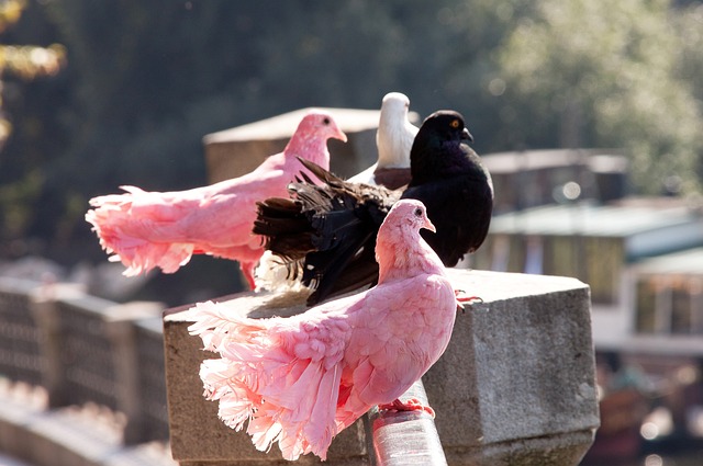 尼克斯并不 尼克斯并不